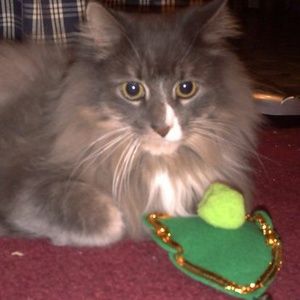 Meet your Posher, Diana